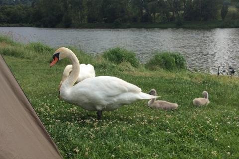 Rodinka